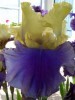 Iris de jardin Edith Woolford