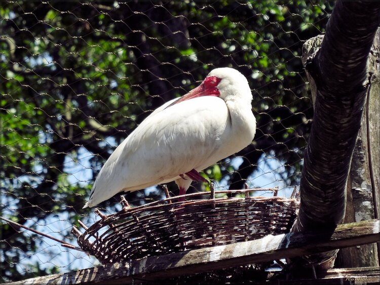 Ibis Blanc (Zoo des Sables d'0lonne)