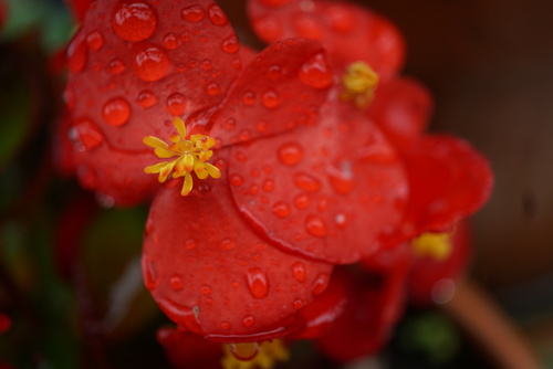 Le jardin de Patou voit rouge