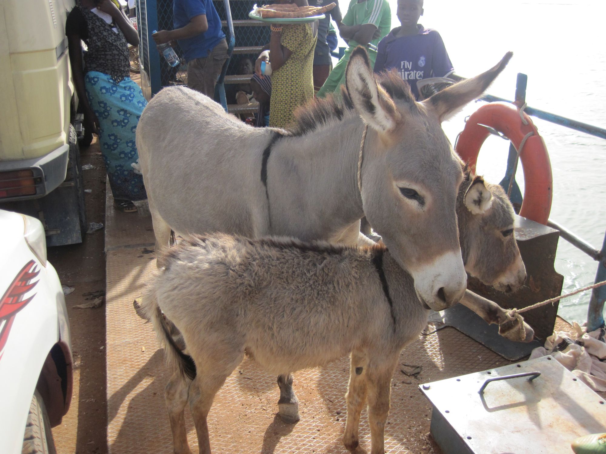 Mali Tintila sur le bac