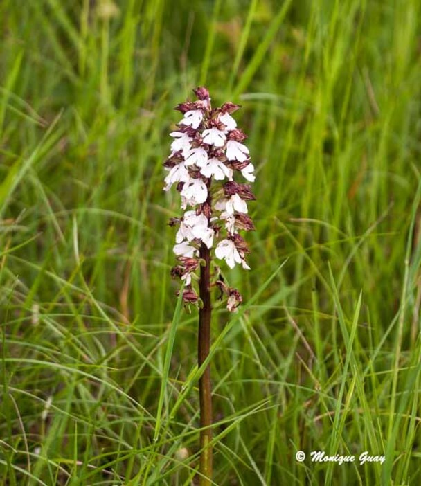 Orchidées sauvages