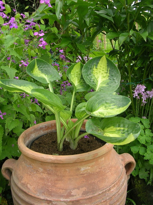 Les hostas au jardin ( 1ère partie)