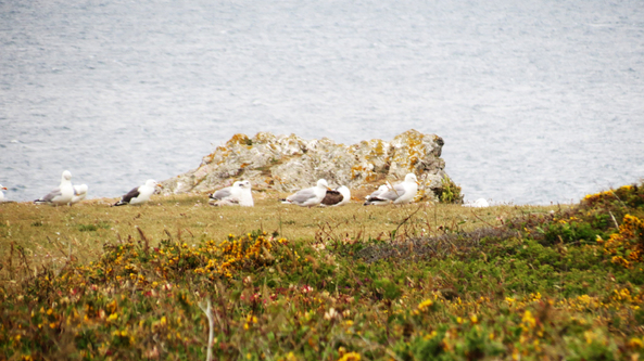 Escapade iodée à l'Île de Groix (Morbihan) - La  Pointe de Pen Men au Bourg