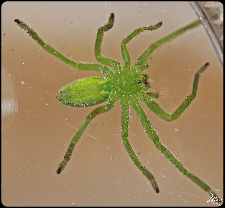 Araignée : Micrommata virescens
