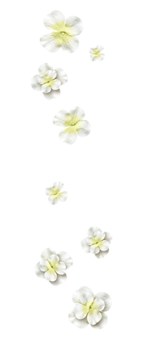 Fleurs en Farandole Série 16