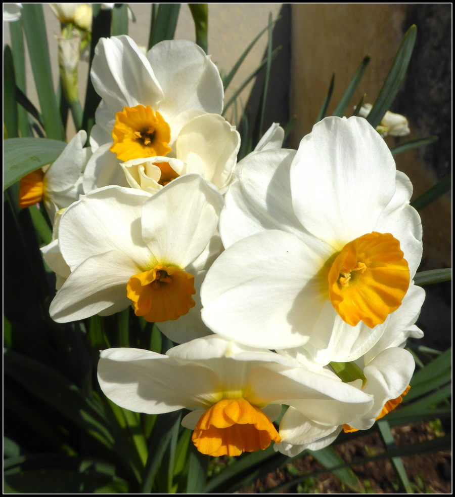 Encore un peu de printemps....