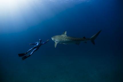 rencontre grand requin blanc