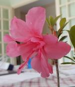 Identification par les fleurs !