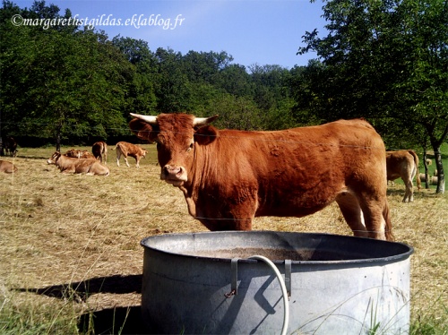 Nos amies les vaches - Our friends the cows