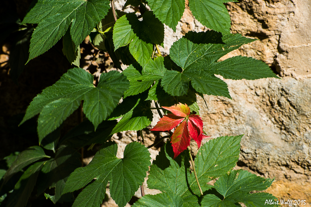 Automne en vue