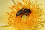 Abeille butinant une rose sauvage