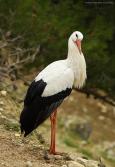 Cigogne blanche