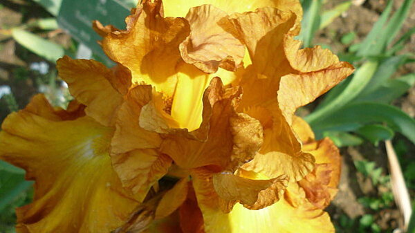 Iris-de-mai-019.JPG