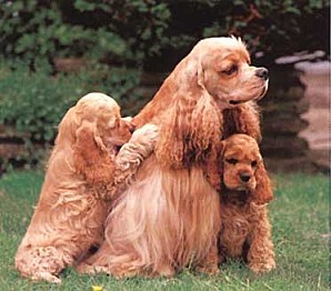 american-cocker-spaniel1