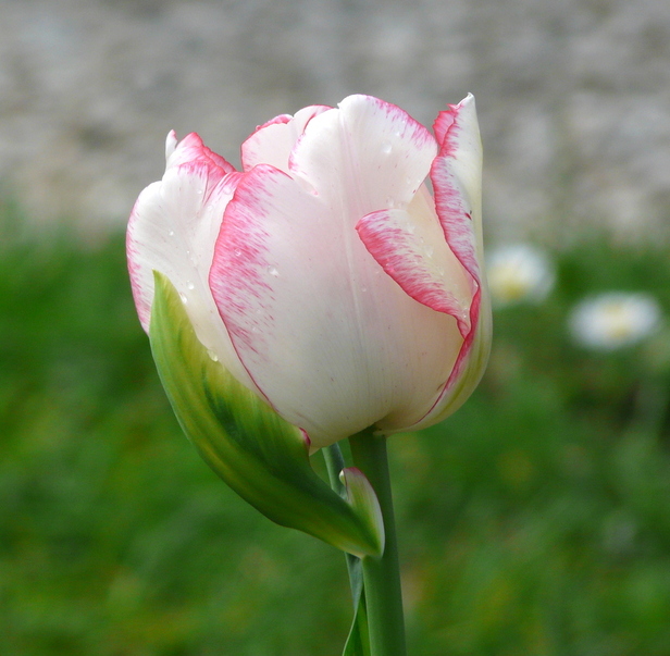 Portraits de tulipes