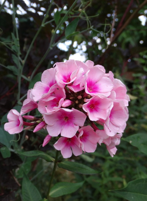 Festival de phlox