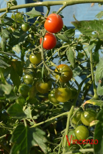 Tomate cerise d'automne