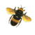 Bee icon by RedqueenAllison