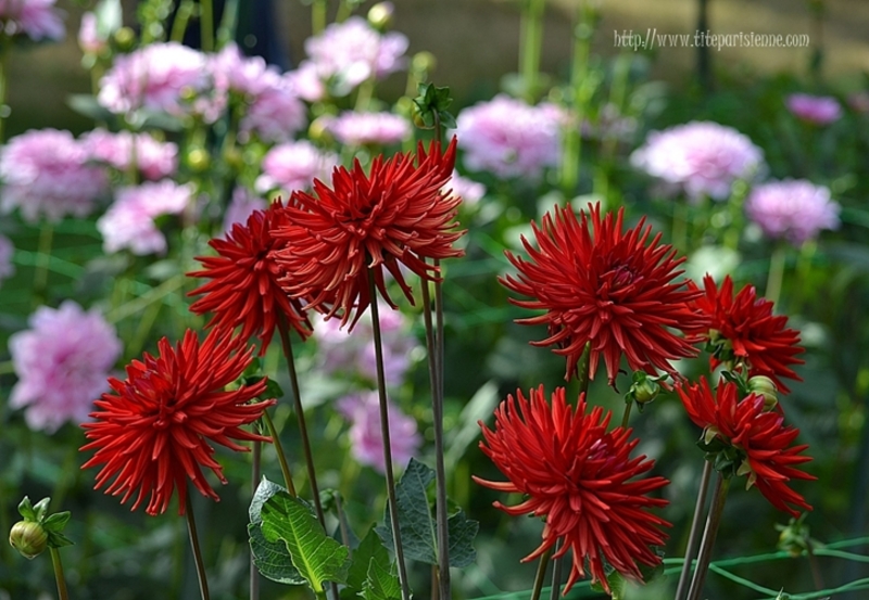 Parc Floral de Paris : 27e édition du Concours International de Dahlias 