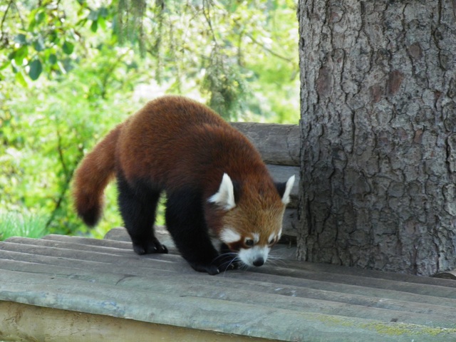 Le panda roux à Pairi Daiza (Belgique)