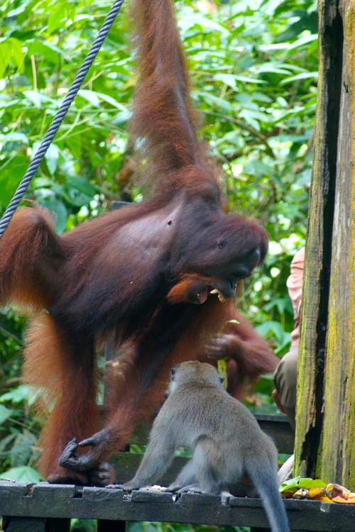 20- Rencontre avec les orang-outans