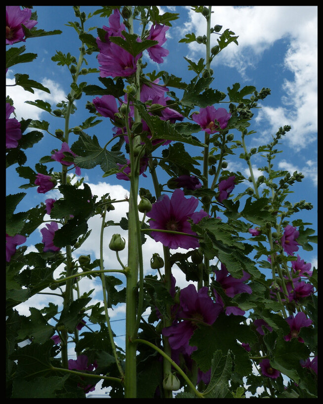 Les fleurs de mon jardin