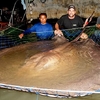 Une raie géante de 600 kg