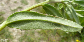 Buglossoides arvensis  -  grémil des champs