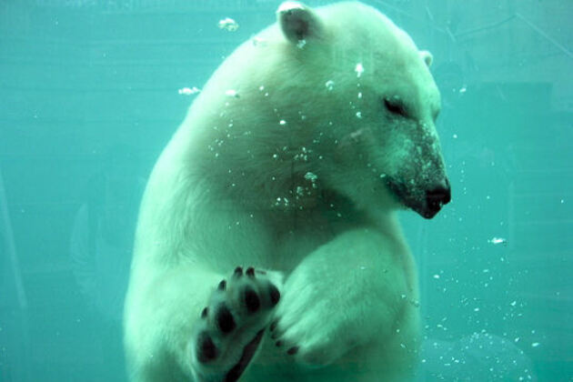 L'ours blanc