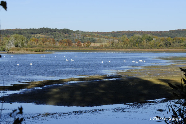 Jean-Pierre Gurga a photographié les oiseaux du lac de Marcenay, quinze jours avant la vidange du lac...