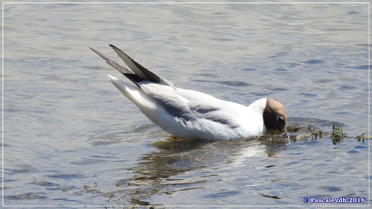 Réserve ornitho du Teich - Juin 2016 - 3/12