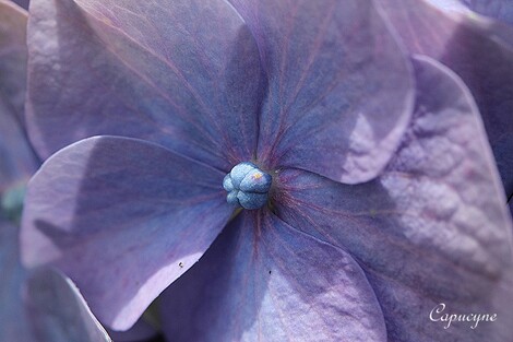 Eté "fleur bleu" au jardin