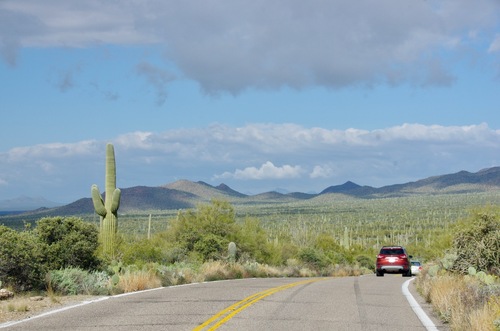 Jour 12 - Saguaro National Park, Arizona