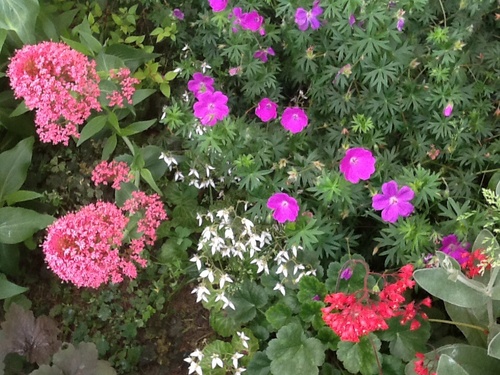 Quelques fleurs de mon jardin 
