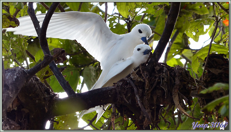 Les câlins des sternes Gygis blanches ou sternes fées (Gygis alba) - Bird Island - Seychelles