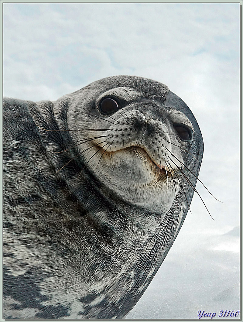 09/03/22 : nous quittons la plage de Néko Harbour, sur le trajet vers le navire, nous rencontrons un phoque léopard qui fait le beau devant nos appareils photos - Terre de Graham - Antarctique