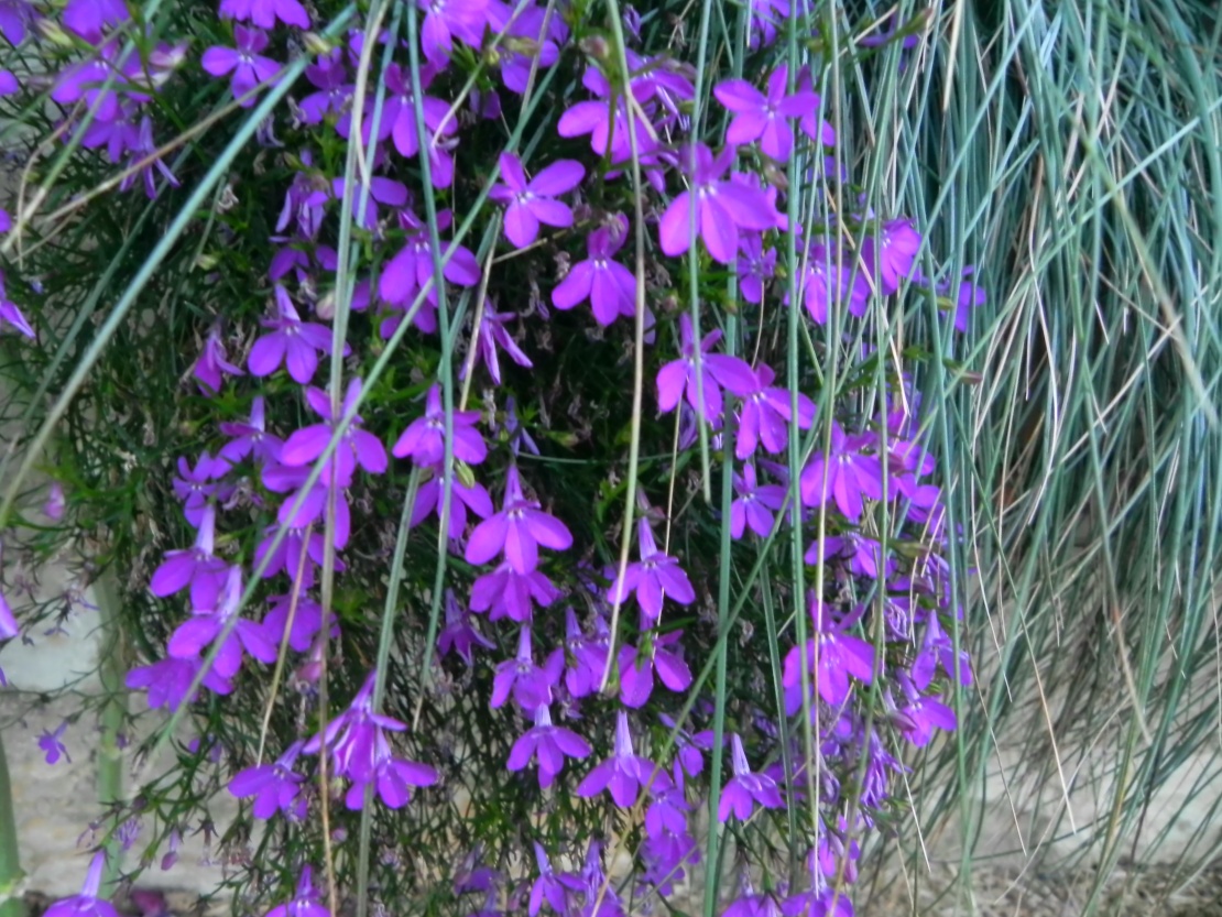 Fleurs du Jura 