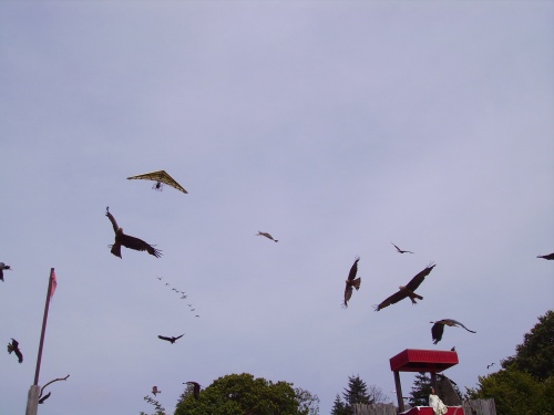 JOURNEE EXCEPTIONNELLE AU PUY DU FOU? TEMPS TRES CHAUD, SPECTABLES MERVEILLEUS? on en a pris plein les yeux