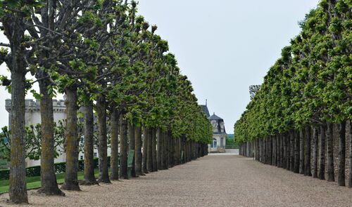 Visite du Château et des Jardins de Villandry
