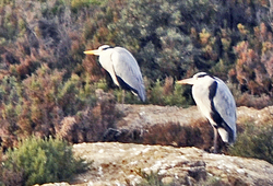 Promenade ornithologique...