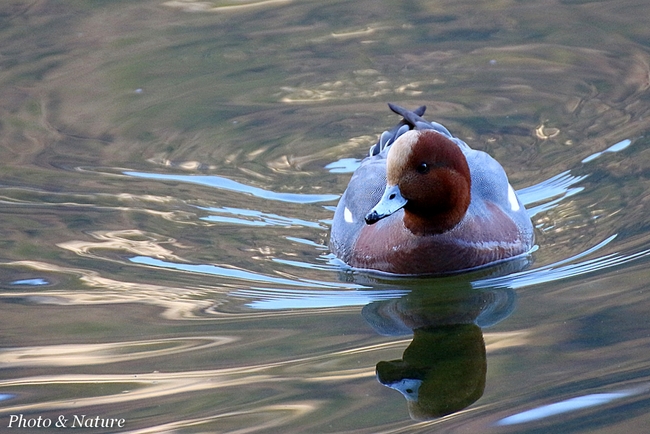 Canard siffleur