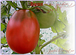 Tomates : variétés