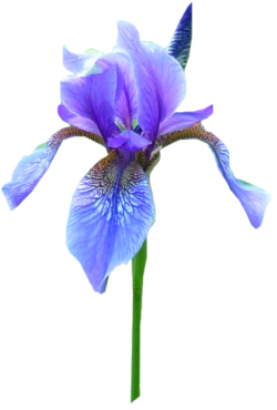 Tube iris, tube fleur