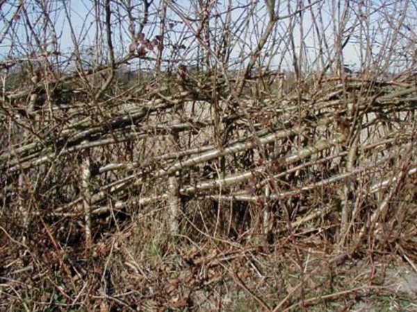 S’initier au plessage, ou clôture de bois vivant