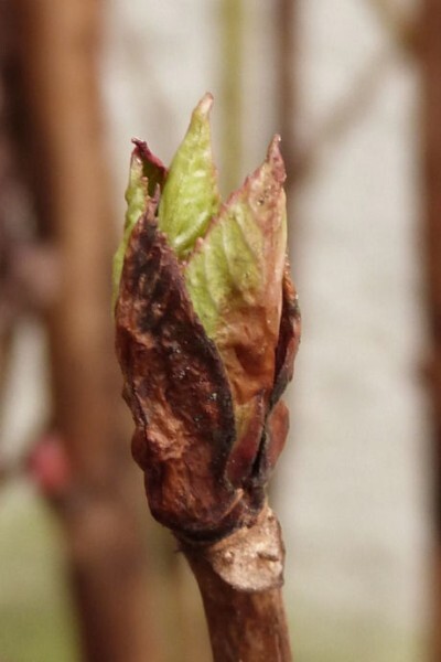 hydrangea bourgeon