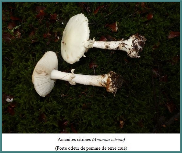 Quelques superbes espèces de champignons récoltées lors du séjour de la société Mycologique dans le parc du Morvan