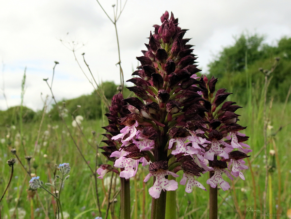 Orchidée sauvage