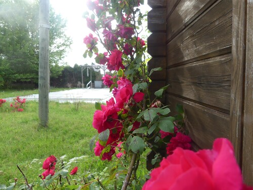 Les fleurs du jardin