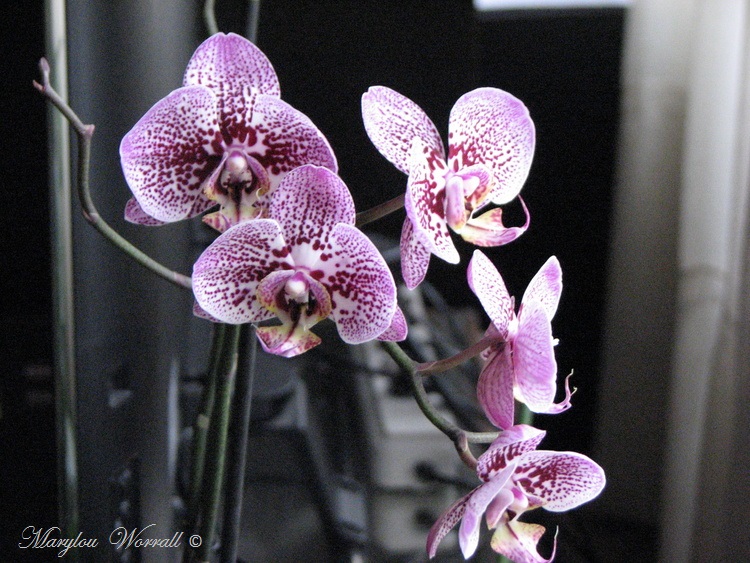 Encore une orchidée