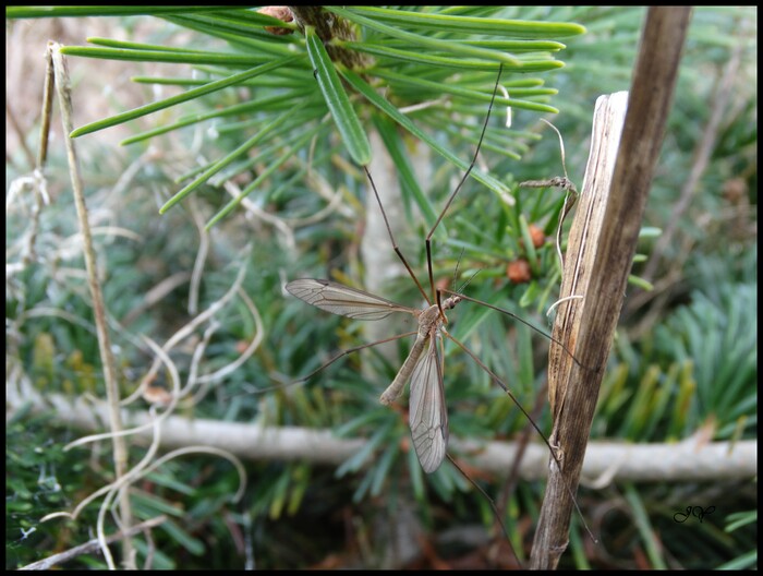 Tipula Oleracea/Tipula paludosa.